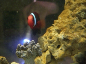 Emo Nemo & the closed Kenya Tree