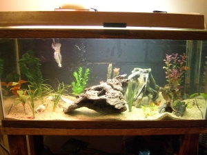 New Sand & Aquascaping

Can read on Spot's Adventures in the new setup...poor lil GSP.