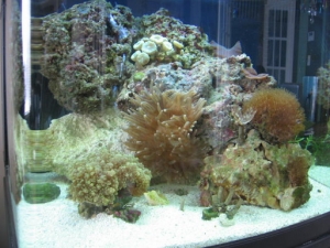 Tank, no fish.