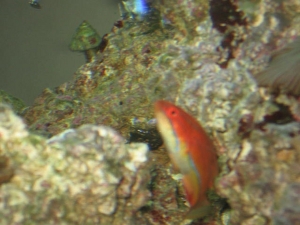 Mccosker's Flasher Wrasse
