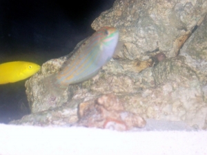 Christmas wrasse(Pickles), coris wrasse(Hudini)
