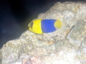 Bi-color dwarf angel(Tha)