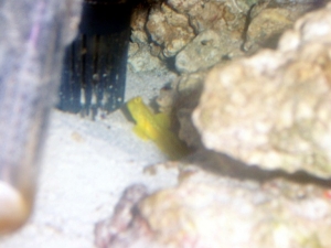 yellow watchman goby(Little Frog)