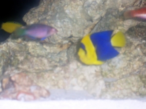 six line wrasse(Hawk Eye), long fin fairy wrasse(Flash), Bi-color dwarf angel(Tha), Coris wrasse(Hudini)