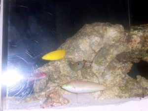 six line wrasse(Hawkeye), coris wrasse(Hudini), christmas wrasse(Pickles), midas blenny(Peach)