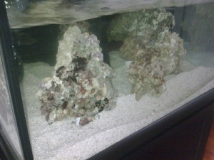 Indo and Fiji rock