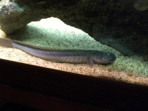 Draco (Dragon or Violet Goby)