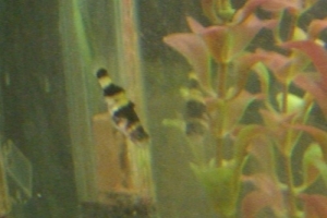 Bumblebee Goby