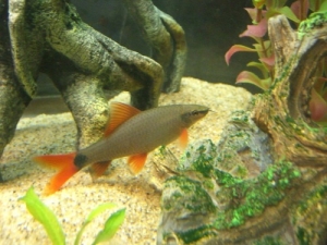 Red (Rainbow Shark)