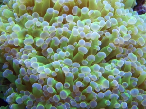 Frogspawn