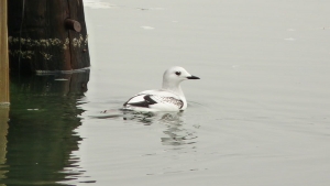 Black Guillemot

Rare bird for Long Island