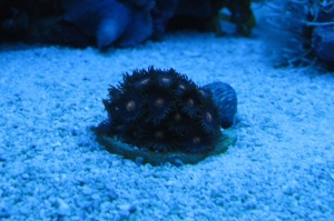 brown zoanthids under atinics
