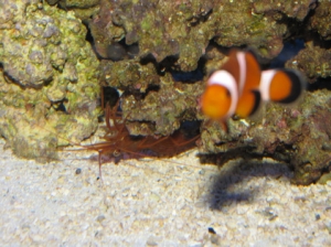 peppermint shrimp with camera flash