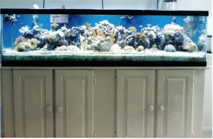 Front of tank