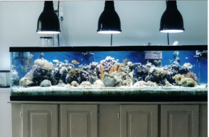 Front of tank full