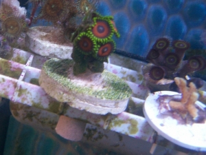 zoa 2