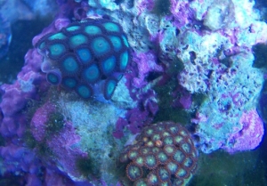 zoas
