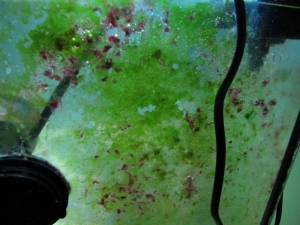Green Algae issue
