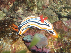 DSCF0365