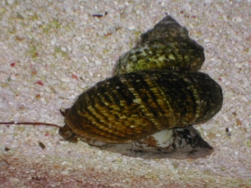snail
