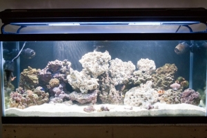 FTS