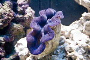 My Crocea Clam