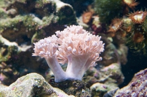 Pulsing Xenia