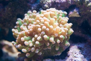 Frogspawn