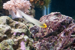 "Obie" the Goldheaded Sleeper Goby