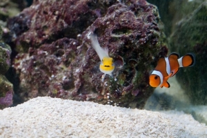 "Obie" and one of my Oscellaris Clowns