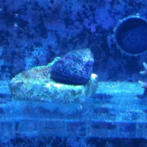 snail id?