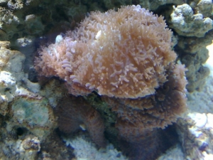 Hairy Mushroom (Rhodactis)