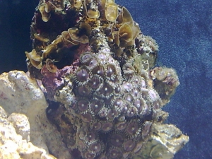 Zoanthids
