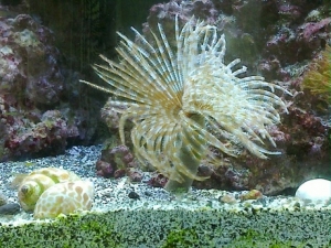 Our gigantic feather duster. Approximately 7 inches across.
