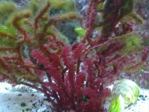 Our Grape Kelp. The hair algae, cyano and sea lettuce all grow on it instead of the rest of the tank. It's on the sand in this picture, but the kelp stays up on the rocks (almost the highest point in the tank) when I'm not doing something in the tank, whi