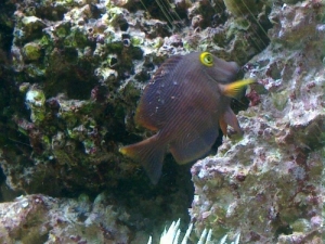 Our Yellow Eye Kole Tang. He's very hard to get a picture of, since he's both shy and fast.