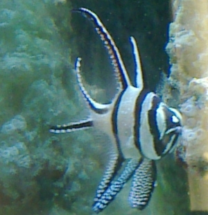 The Banggai Cardinal. This guy doesn't move nearly at all - until you put food in the tank.