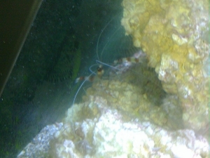 Coral Banded Shrimp. He's tried to eat the cardinal before on multiple occasions.