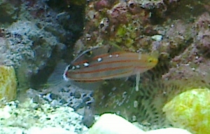 Rainford Goby