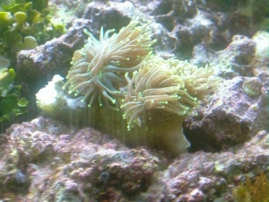 A Torch coral.