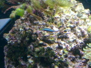 One of the dynamic duo of sharknose gobies.