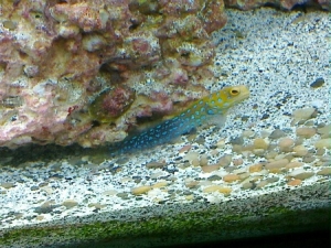 Jaws, lurker of the deep.