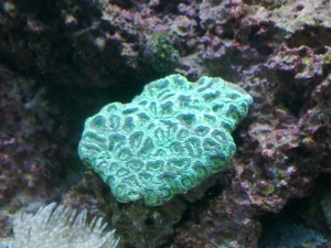Goniastrea #1