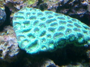 Goniastrea #2
