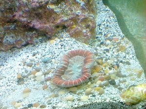 Trachyphyllia #1