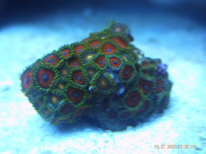 corals 2