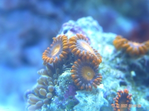 corals 3