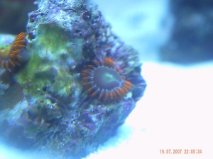 corals 4