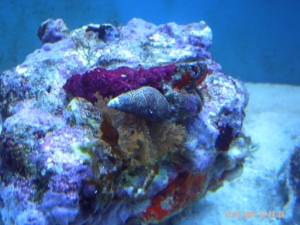 corals 5