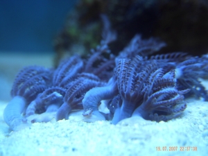 corals 6